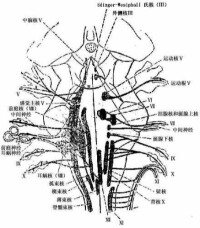 神經核