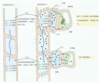 韌皮部運輸