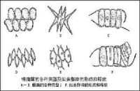 綠藻門