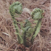 蕨菜(野生植物圖3)