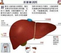 慢性肝炎治療時間