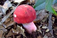 毒紅菇與真紅菇辨別1