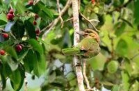 黃紋擬啄木鳥