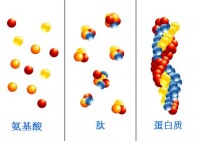 分子鏈