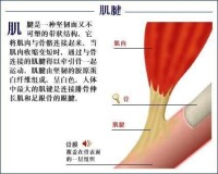 肌腱