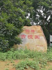 柏塘古欖園