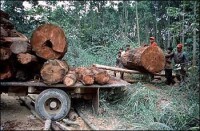 蘇門答臘的森林正遭到破壞