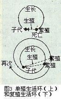 圖3 單殖生活環(上)和復殖生活環(下)