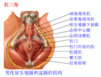 會陰中心腱