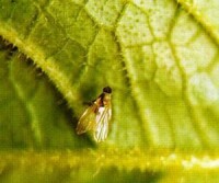 菠菜潛葉蠅成蟲圖