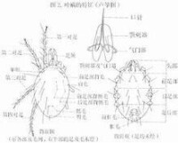 葉蟎:李隆術從1989年起對多種蟎類進行調查