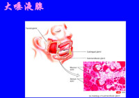 大唾液腺