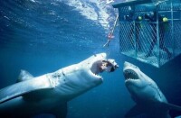 極地海洋動物館