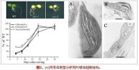 黃繼榮[中科院上海生命科學院研究員]