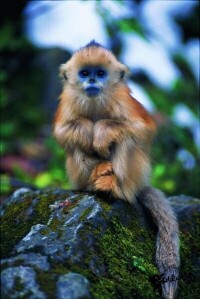石上的越南金絲猴
