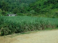 冷水溝自然村[雲南臨滄鎮康縣忙丙鄉新水村委冷水溝自然村]