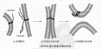 SNARE蛋白質複合物的形成