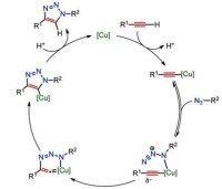 Fokin等人提出的銅催化疊氮與炔烴環加成反應機理（CuAAC）