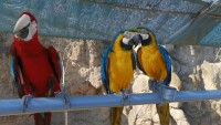 西霞口野生動物園——鸚鵡