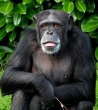 黑猩猩短時記憶能夠超越人類