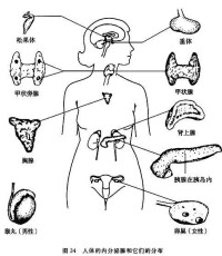 人工周期治療法