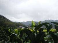 小種紅茶產地--武夷山