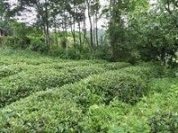 神吉山古茶園一角