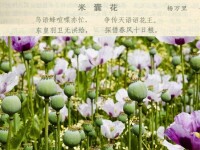 米囊花[南宋楊萬里的詩作]