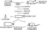 單克隆抗體技術