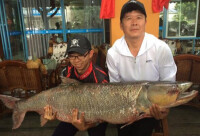 幾位釣魚愛好者在展示捕獲的巨型鱤魚