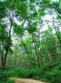 方山森林公園