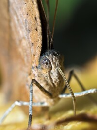枯葉蛺蝶的頭部及蝶翼背面