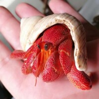 草莓寄居蟹　