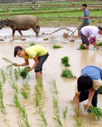 南寧市青秀區南陽鎮農民在田裡插秧