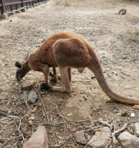 烏魯木齊動物園