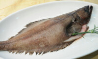 鴉片魚