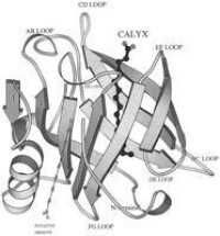 Beta-lactoglobulin