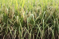 單季稻稻作區