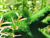 絲藻