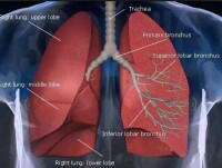 肺呼吸