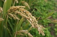 栽培稻（Oryza sativa)