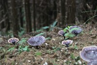 瓊珍靈芝“林中靈”生長環境