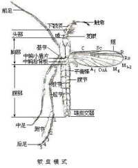 蚊科