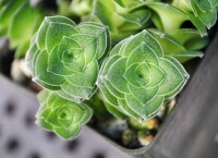 Crassula montana ssp. quadrangularis（四角蒙大拿）