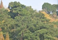青岩油杉