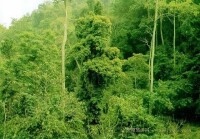 熱帶季雨林