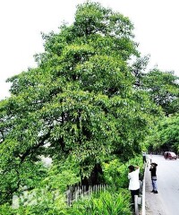 香果樹