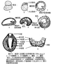 螠蟲動物門