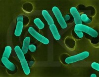 利用基因工程培育新型微生物