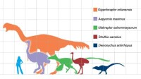（圖）象鳥(紫色)同人 、鴕鳥、 恐龍身型比較 
